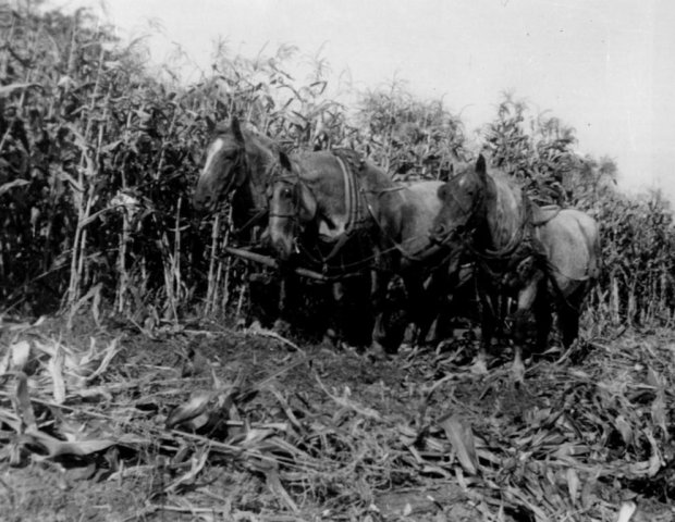 Watson Farm 3 horses harnessed ready to work in the corn field